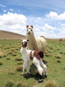 Bolivian llama baby says: "come on community, let's do this!"