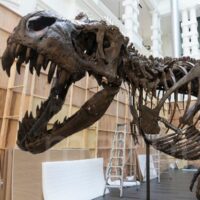 Ryker the T. rex in a lunging forward pose with mouth open shown in a museum.