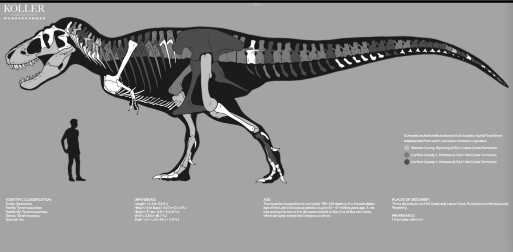 Grey scale drawing of the bones of a T. rex with a cut out of a human for scale. The different colour grey bones indicate which of three T. rex animals that bone came from in Trinity.