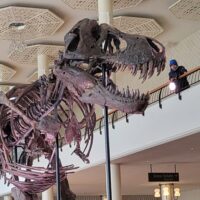 A T. rex skeleton stands on a black platform in a elegant room with a small group of people looking at it.